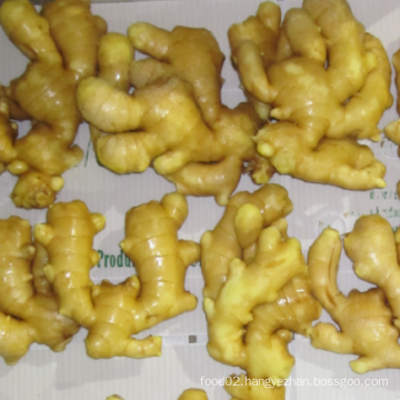 Sinofarm  brand 1kg fresh ginger price Export Bulk Wholesale Fresh Young red ginger Root buyers In China